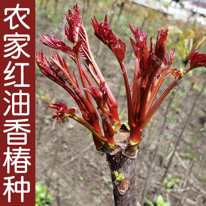 农家红油香椿种子 香椿树芽苗菜春季夏秋四季播蔬菜籽 大田易种孑 鲜花速递/花卉仿真/绿植园艺 家庭园艺种子 原图主图