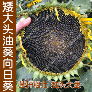 矮大头油葵种子 春夏秋播小香瓜子向日葵 盆栽菜园食用榨油观赏孑