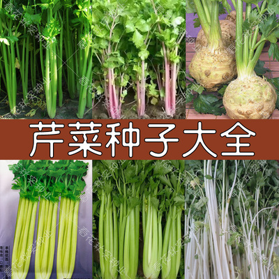 脆嫩小香芹西芹白芹种子