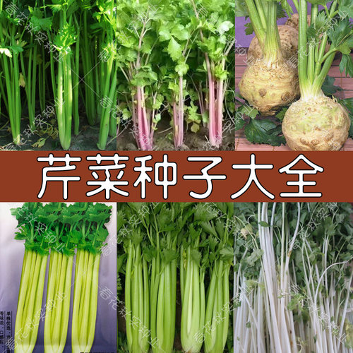 脆嫩四季红白春秋小香芹