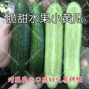 早熟脆甜水果小黄瓜种子 春夏秋四季播蔬菜籽 阳台盆栽高产易种孑