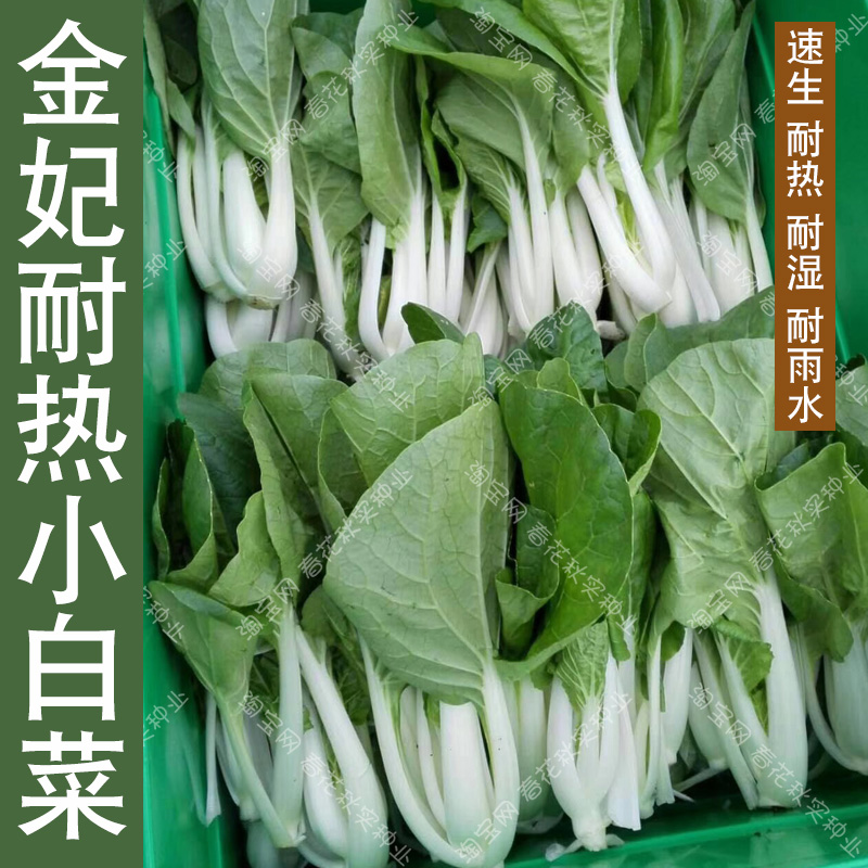 金妃速生小白菜种子易种盆栽菜园