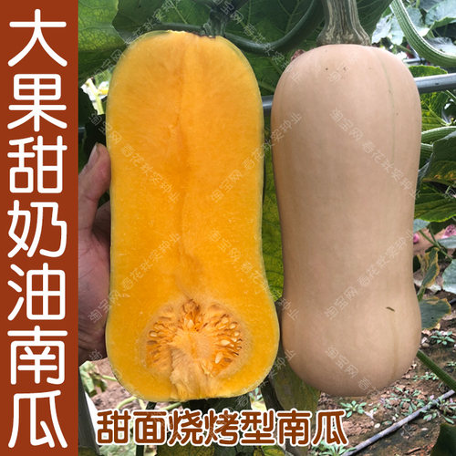 甜面奶油南瓜种子口感好烧烤南瓜