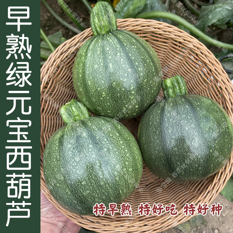 特早熟绿元宝圆西葫芦种子 春夏秋四季播蔬菜籽 结果多口感好易种