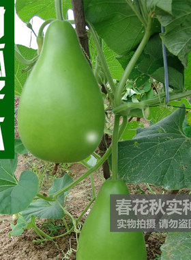 早生种子春夏秋四季播食用瓜特