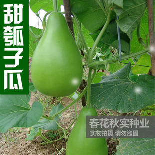 特早生瓠瓜种子 春夏秋四季播蔬菜籽 食用甜瓠子瓜特高产圆蒲瓜孑