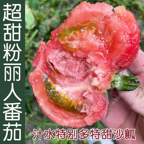 超甜沙瓤粉丽人水果番茄种子