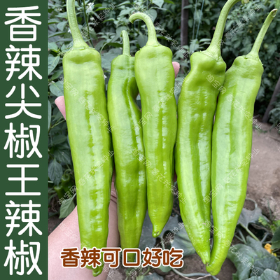 早熟尖椒王种子蔬菜籽耐热抗病孑