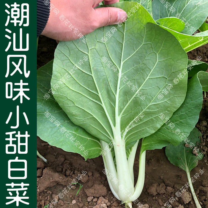 潮汕风味特色小白菜种子 春夏秋四季播蔬菜籽 清甜梗白早熟无纤维