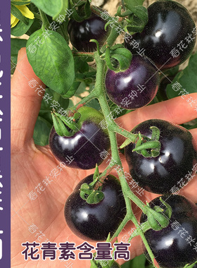 黑色妖姬水果番茄种子 春夏秋四季播好吃西红柿孑 阳台盆栽蔬菜籽