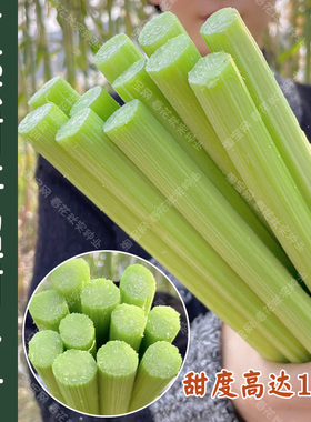 超甜甜杆种子 春夏秋四季播甘甜多汁 水果甜高粱杆籽北方小甘蔗孑