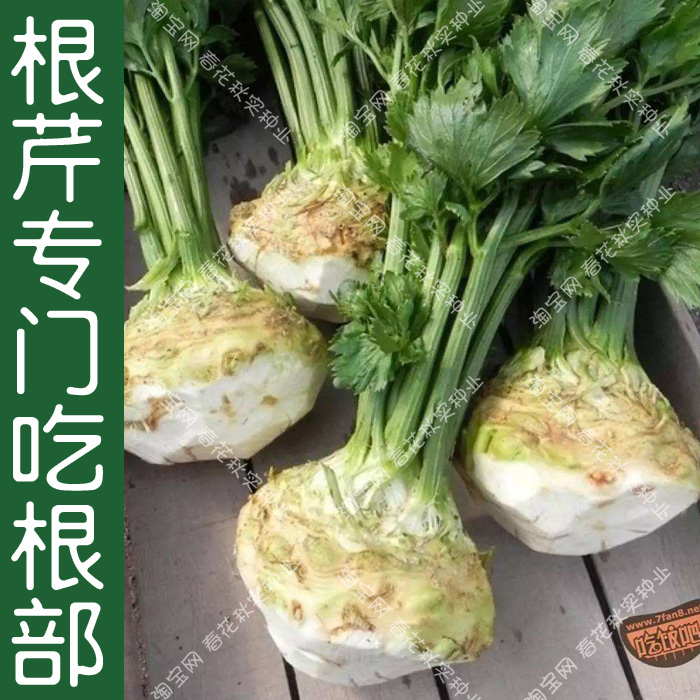 根芹菜种子 春季秋季播蔬菜籽肉质根脆嫩好吃 阳台盆栽菜园易种孑