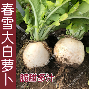 春雪大白萝卜种子 特大脆甜多汁耐寒抗霜冻 秋季播蔬菜籽圆水果孑