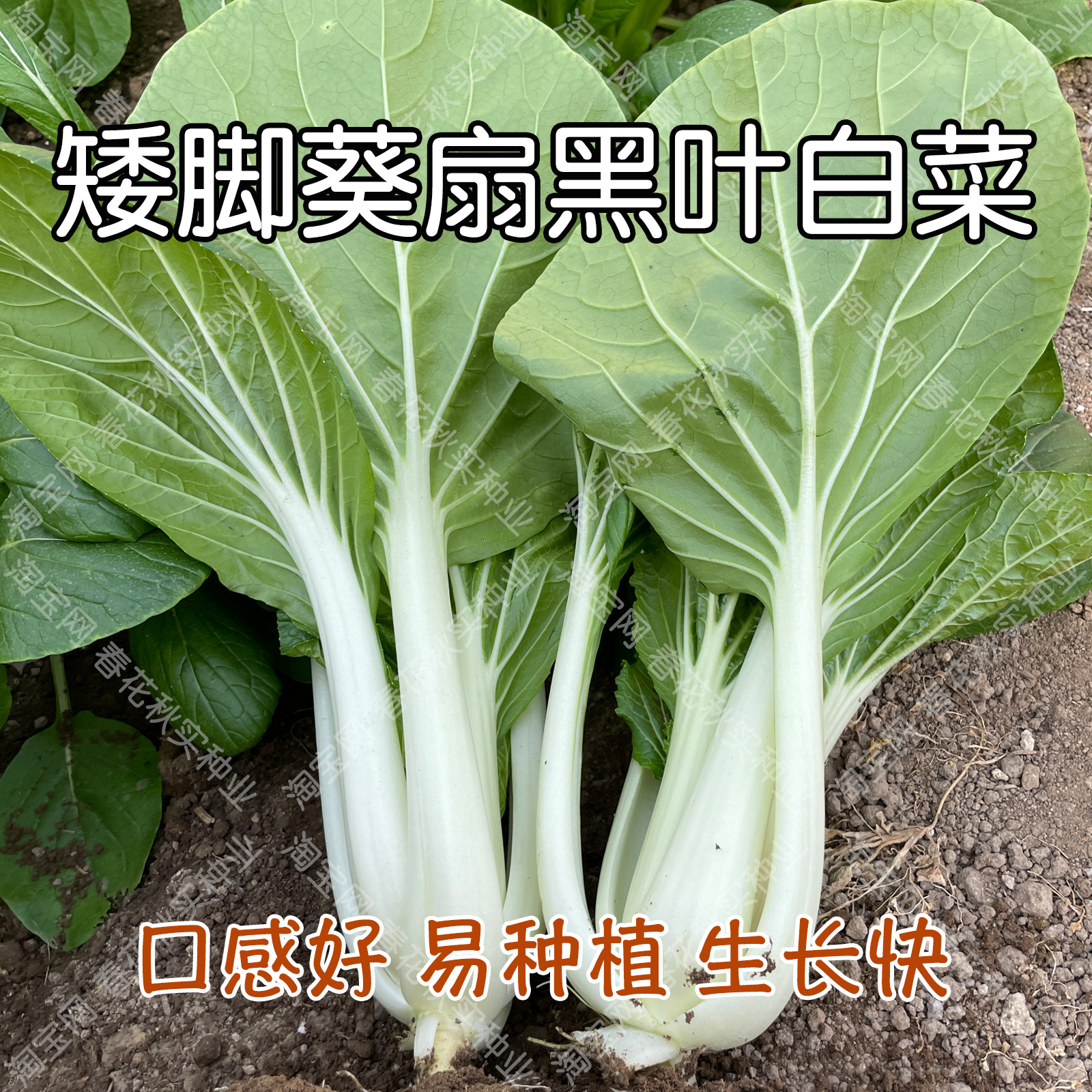 香甜鲜嫩矮脚葵扇黑叶白菜种子