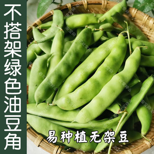早熟无架地豆油豆角种子 春秋季播蔬菜籽 绿不搭架口感好易种植孑