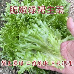 脆嫩绿裙生菜种子 春夏秋四季播蔬菜籽 早熟好吃易种植散叶碎叶孑