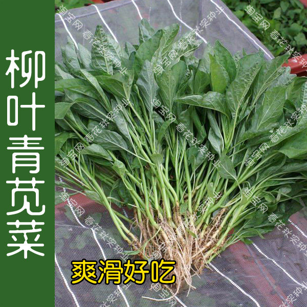 柳叶青苋菜种子细叶尖叶 春夏秋四季播蔬菜种籽 阳台盆栽大田易种