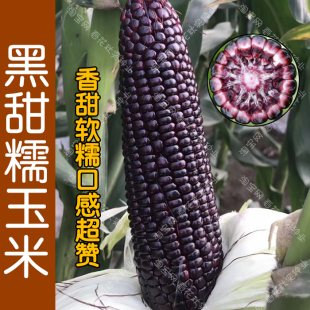 黑宝黑甜糯玉米种子 高产易种植粘甜口感好吃孑 播蔬菜籽 春夏秋季