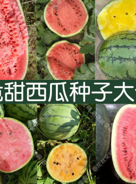 甜王酥脆京欣黑皮黄瓤西瓜种子