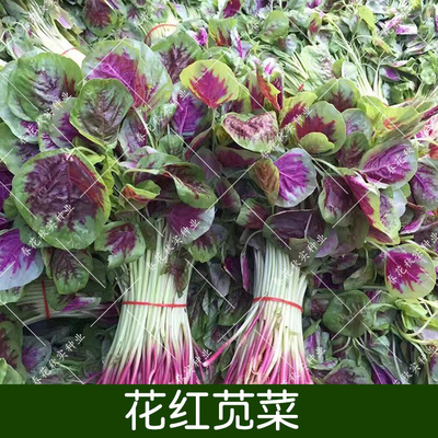 春秋四季播花红苋菜种子