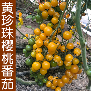 超甜黄珍珠樱桃小番茄种子 春季秋季播蔬菜水果籽 多汁好吃香甜孑