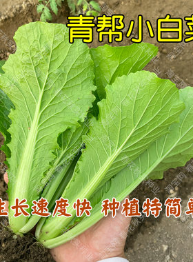 速生青帮小白菜种子阳台盆栽菜园
