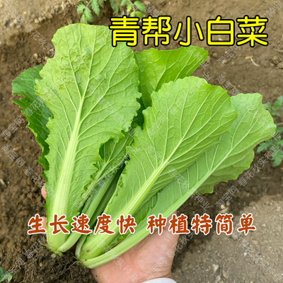 速生青帮小白菜种子阳台盆栽菜园