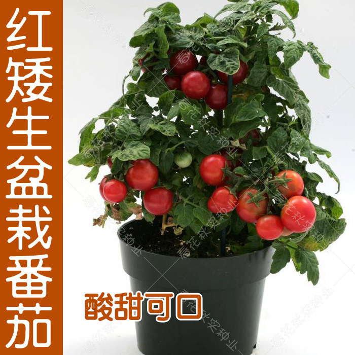 矮生盆栽番茄种子四季种籽蔬菜