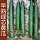 蔬菜水果 秋季 脆甜多汁阳台盆栽大田高产籽 春季 早熟绿芯黄瓜种子