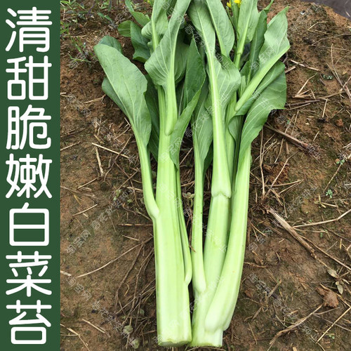 65天春秋季早熟抗热甜嫩白菜苔