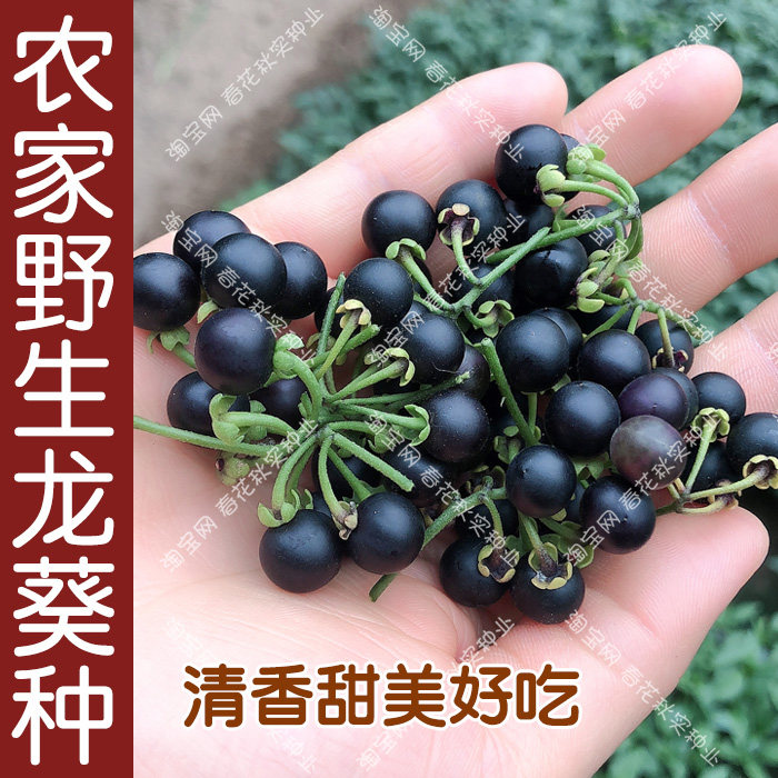 农家野生龙葵种子 黑悠悠黑星星春夏秋四季播 蔬菜甜水果籽高产孑