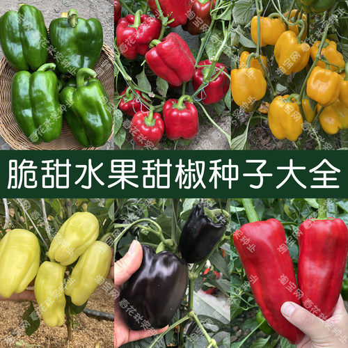 脆甜水果甜椒种子高产抗病五彩椒