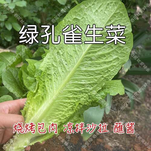 脆甜绿孔雀生菜种子口感好易种植