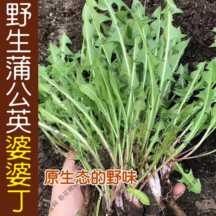 野生荠菜蒲公英婆婆丁种子 春秋四季播蔬菜籽 农家食用野菜盆栽孑