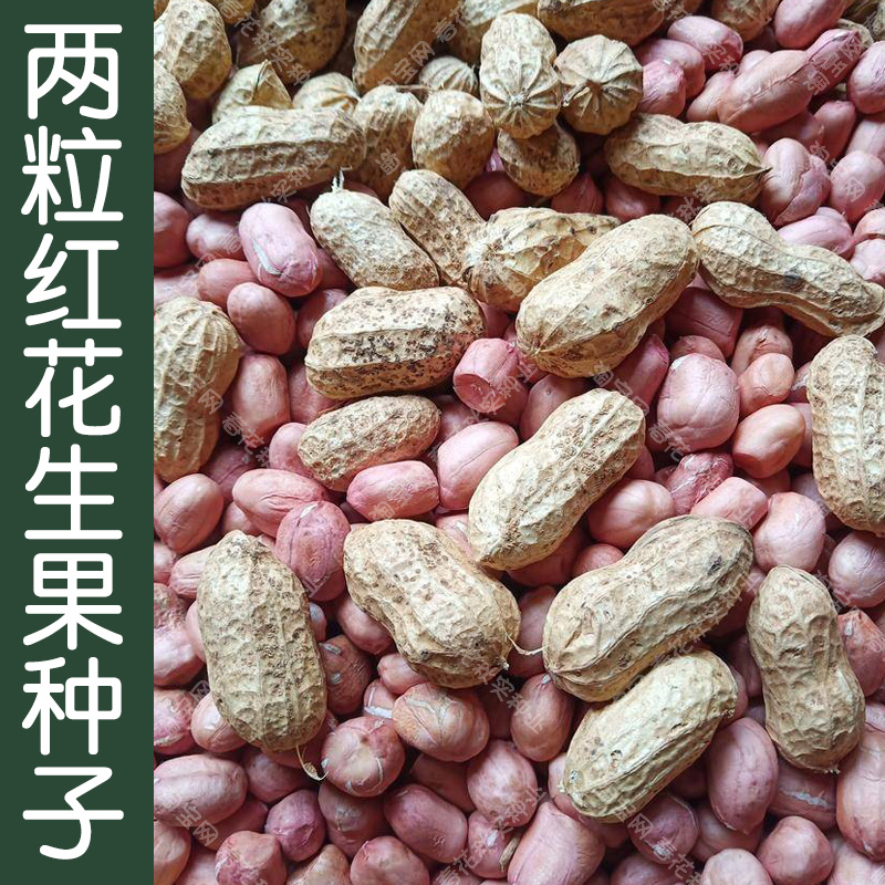 鲁花两粒红花生种子 春夏季播蔬菜籽 红皮大小易种好吃菜园高产孑