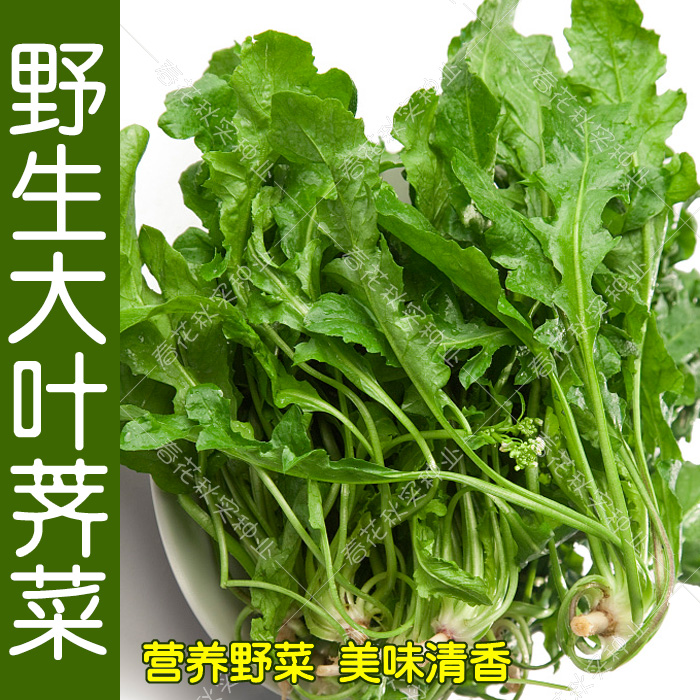 野生荠菜蒲公英四季播大田马齿苋