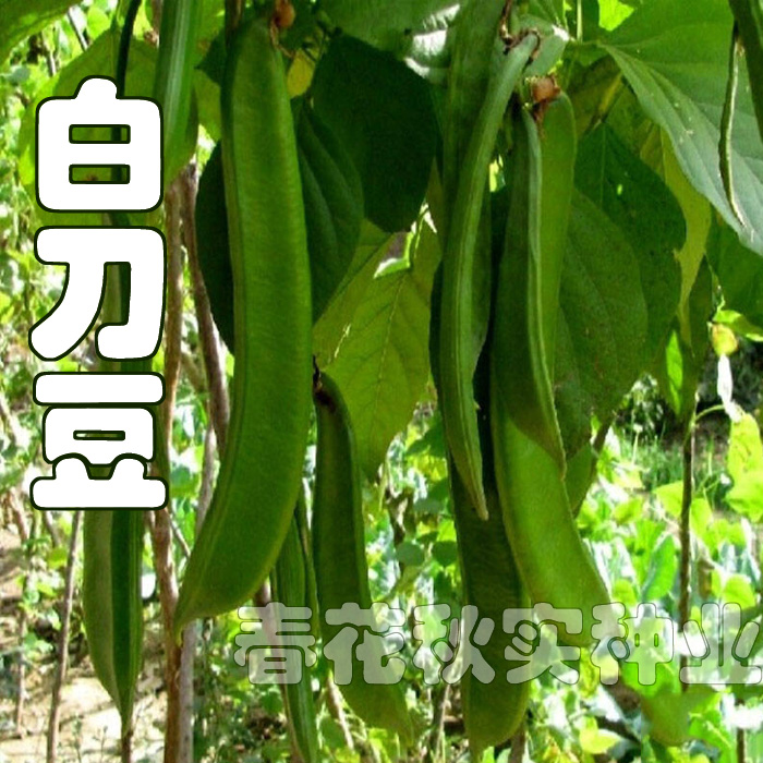 白刀豆种子春季秋季四季豆角爬藤