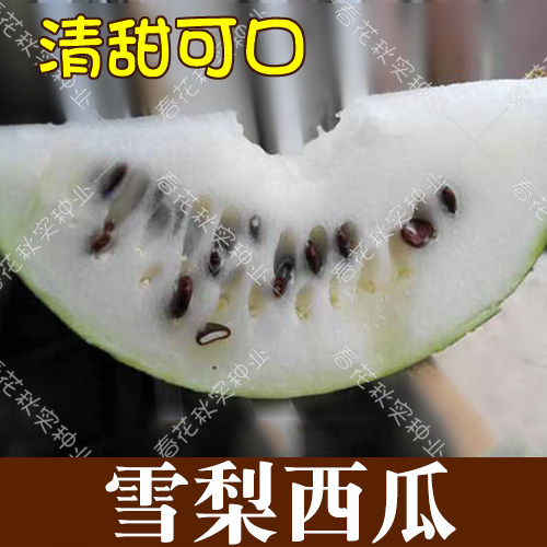 雪梨西瓜种子绿皮如冰瓤酥松可口