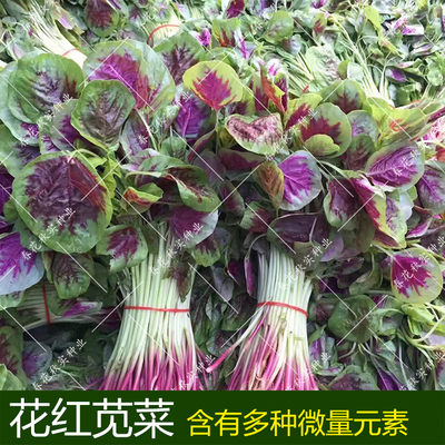 春夏四季播盆栽阳台易种红苋菜