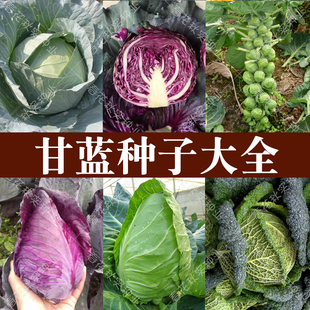 孢子羽衣紫阳火焰牛心紫甘蓝种子 春季秋季蔬菜籽 阳台盆栽大田孑