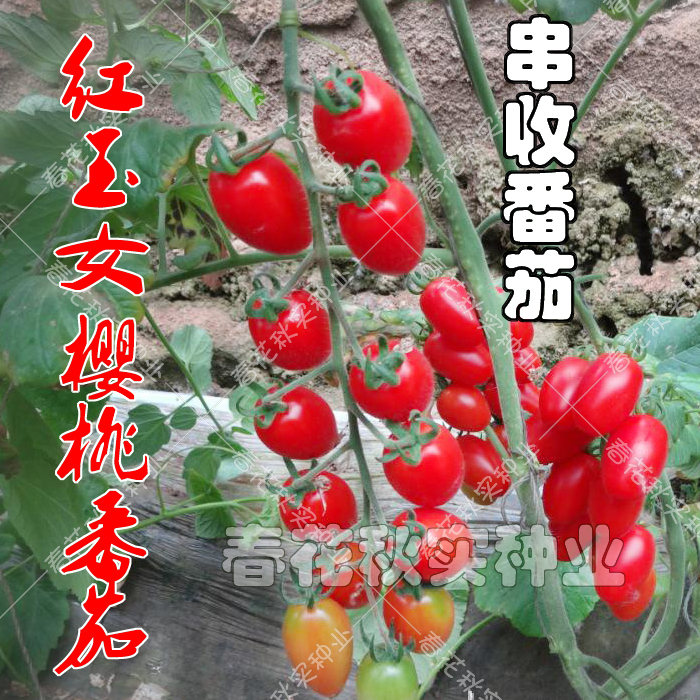 串收红玉女樱桃小番茄种子超甜