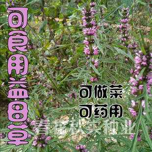 药食两用特菜 益母草种子蔬菜种子 可煮汤可观赏阳台盆栽大田庭院