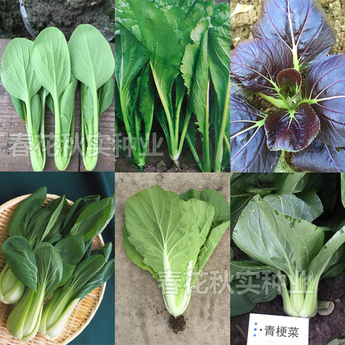 上海青紫春秋四季播盆栽阳台油菜