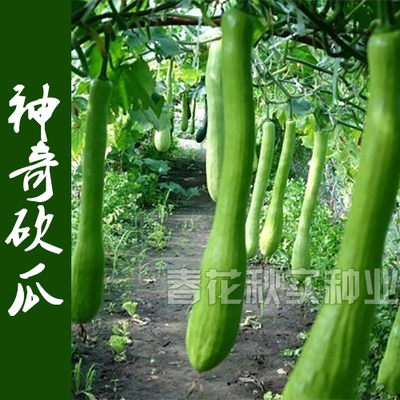 神奇砍瓜种子阳台爬藤蔬菜籽