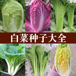 青帮紫黄心娃娃菜大白菜种子 阳台盆栽春夏秋四季播蔬菜籽高产孑