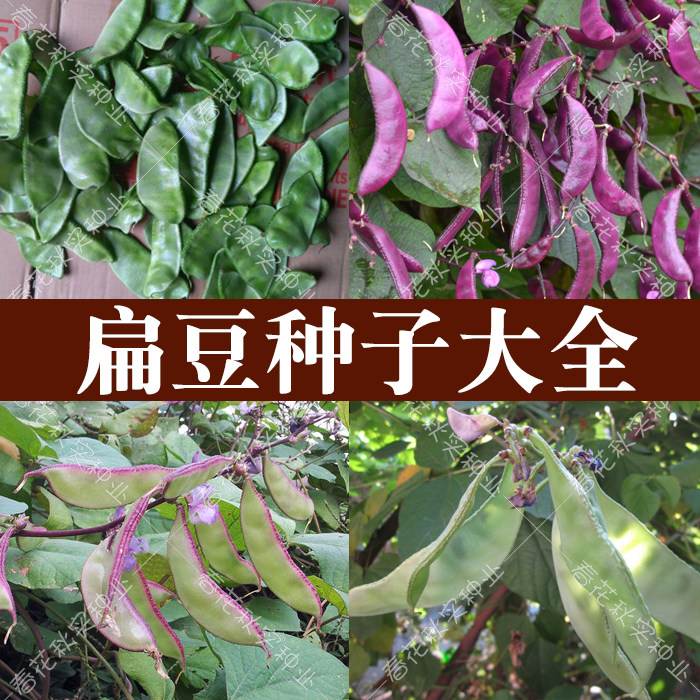 早熟高产红绿眉豆猪耳朵豆角扁豆种子 春夏秋四季播架豆蔬菜籽孑