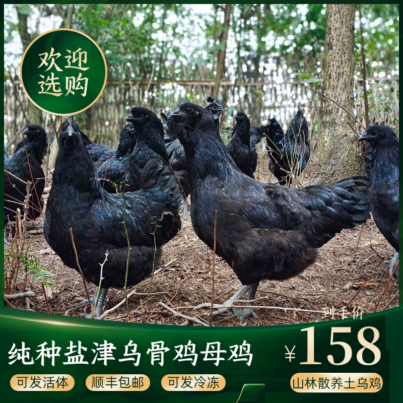 乌鸡 盐津乌骨鸡  深山放养一年以上 现杀现发货 真空冷鲜发货