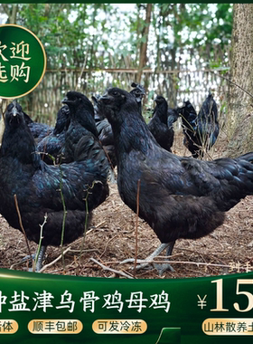 乌鸡 盐津乌骨鸡  深山放养一年以上 现杀现发货 真空冷鲜发货