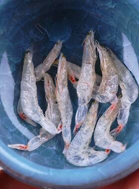 日照特产生晒虾皮250g宝宝辅食补钙特级无盐淡干即食虾米海米干货
