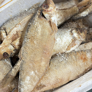 野生白磷鱼特产山东老式 三刨白磷鱼梅香咸鱼霉鳓鱼海鱼干货海鲜